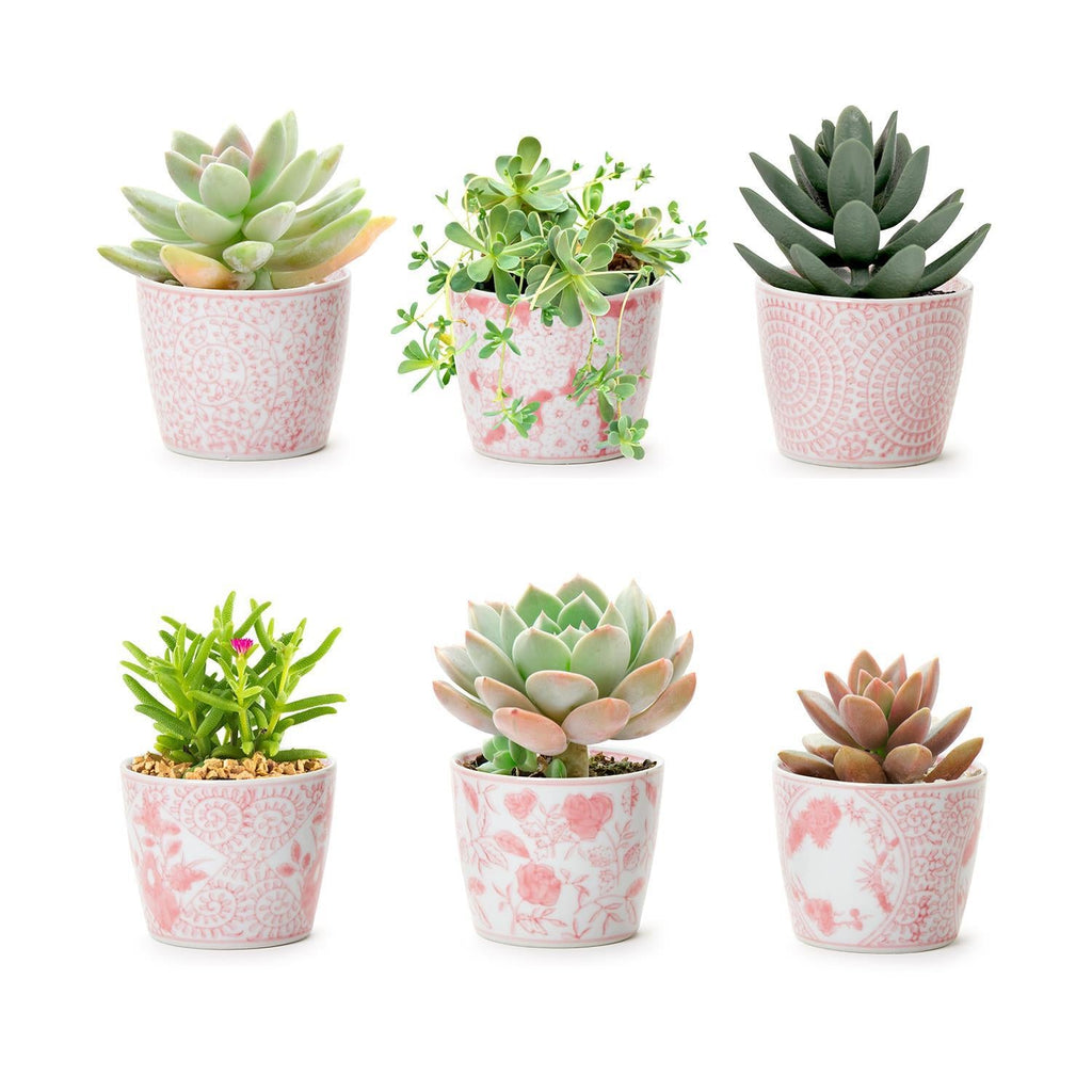 Mini Porcelain Cachepots — Choice of Color & Design